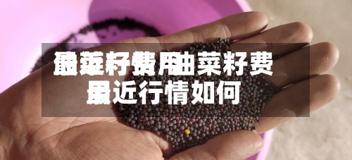 油菜籽费用
最近行情/油菜籽费用
最近行情如何-第2张图片