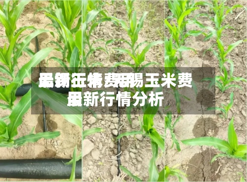 无锡玉米费用
最新行情/无锡玉米费用
最新行情分析