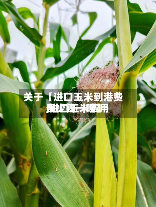 关于【进口玉米到港费用
,进口玉米费用
多少钱一吨】