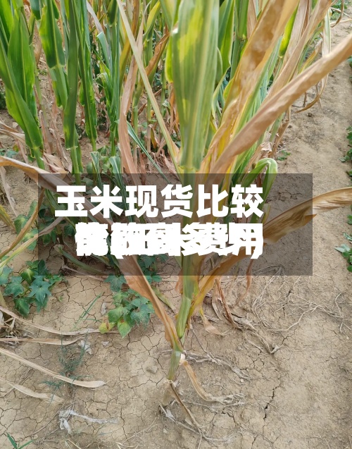 玉米现货比较高
价(玉米费用
比较高
能涨到多少)-第3张图片