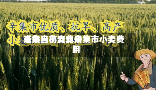 近来【今日小麦费用辛集当前河北辛集市小麦费用】