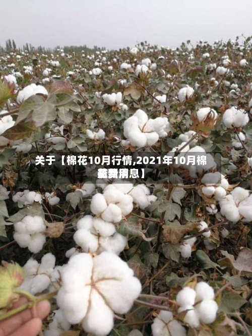 关于【棉花10月行情,2021年10月棉花费用
最新消息】-第2张图片