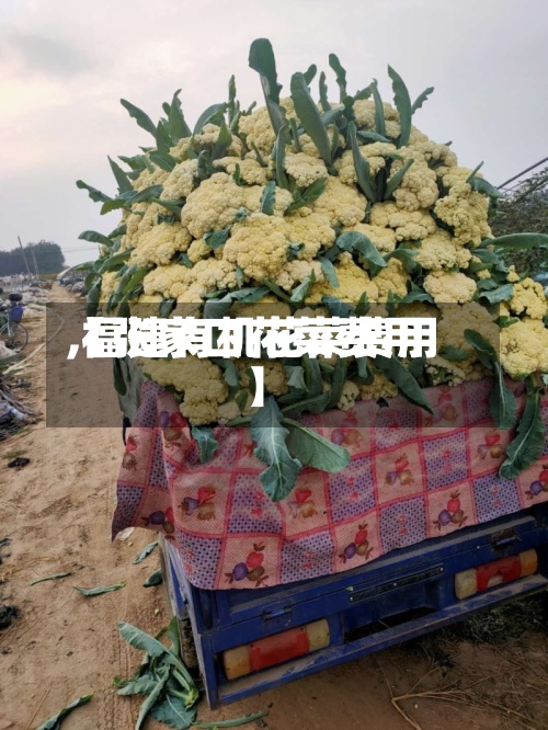 【张家口花菜费用
,福建有机花菜费用
】-第2张图片