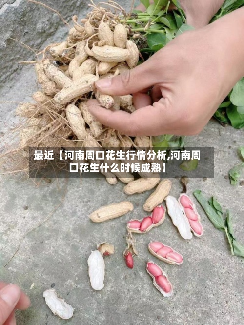 最近【河南周口花生行情分析,河南周口花生什么时候成熟】