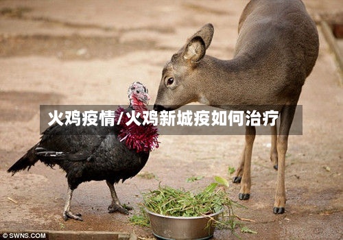 火鸡疫情/火鸡新城疫如何治疗