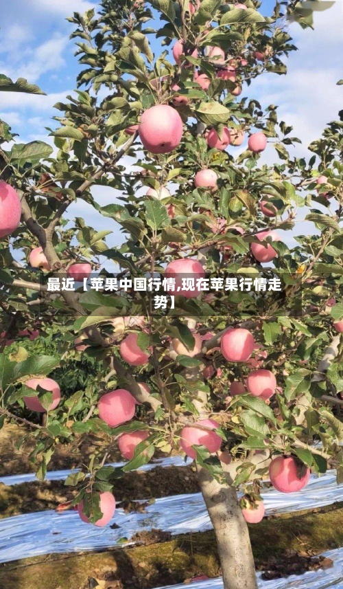 最近【苹果中国行情,现在苹果行情走势】