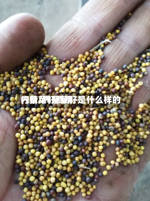 内蒙菜籽费用
行情/内蒙菜籽是什么样的