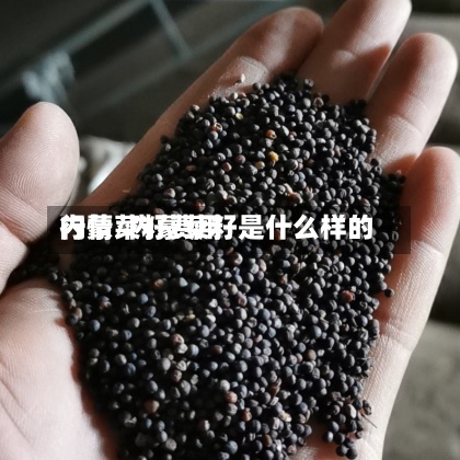 内蒙菜籽费用
行情/内蒙菜籽是什么样的-第3张图片