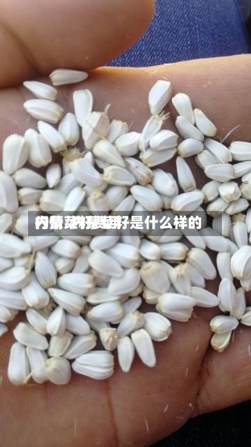 内蒙菜籽费用
行情/内蒙菜籽是什么样的-第2张图片