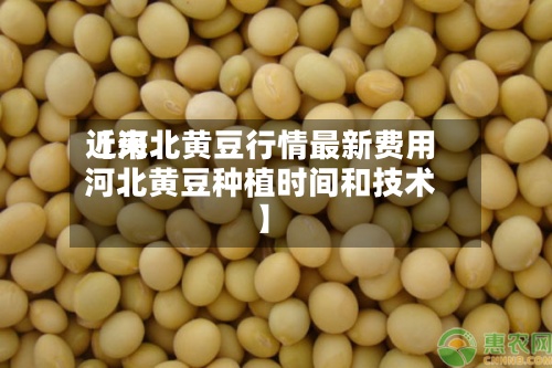 近来
【河北黄豆行情最新费用
河北黄豆种植时间和技术】