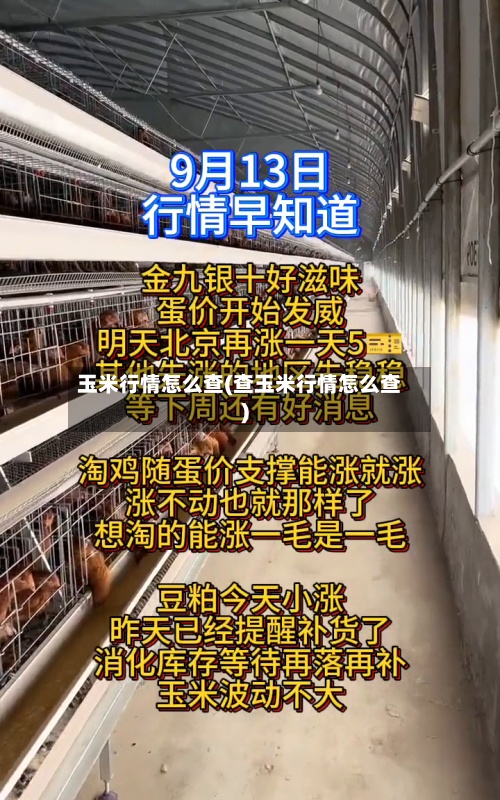 玉米行情怎么查(查玉米行情怎么查)-第3张图片