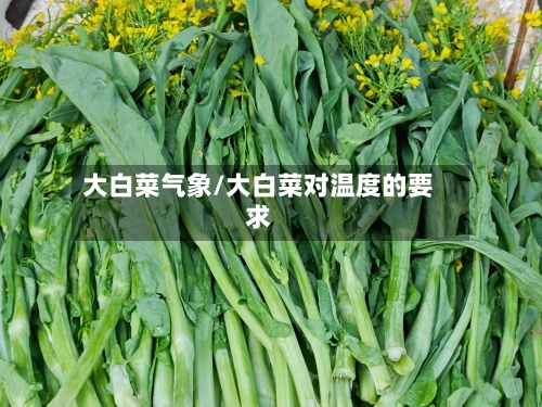 大白菜气象/大白菜对温度的要求-第2张图片