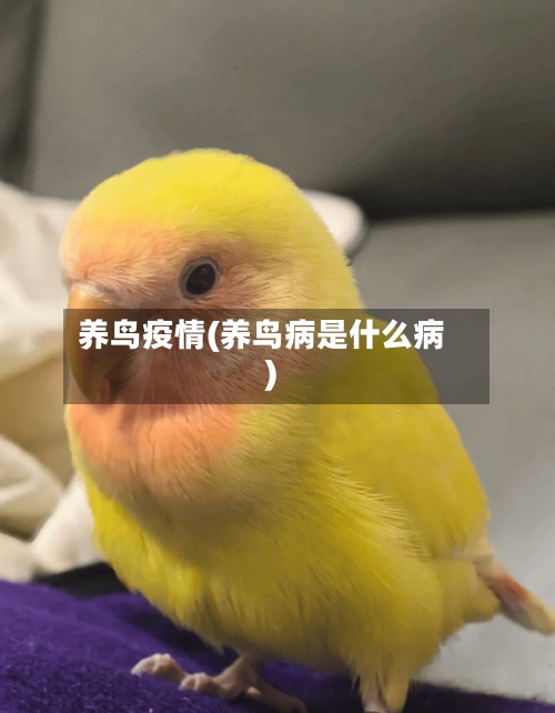 养鸟疫情(养鸟病是什么病)-第2张图片