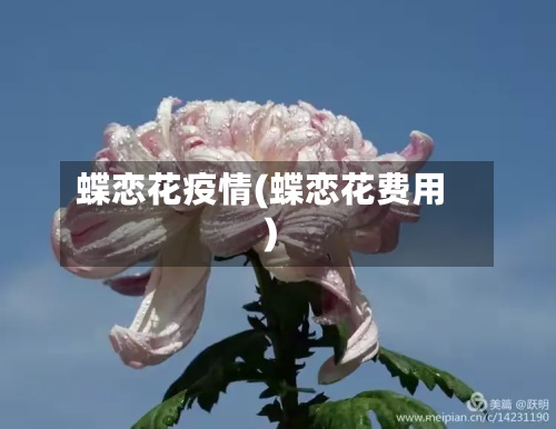 蝶恋花疫情(蝶恋花费用)-第2张图片