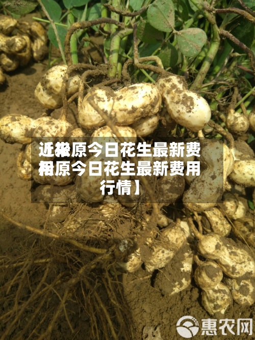 近来【松原今日花生最新费用松原今日花生最新费用行情】-第3张图片
