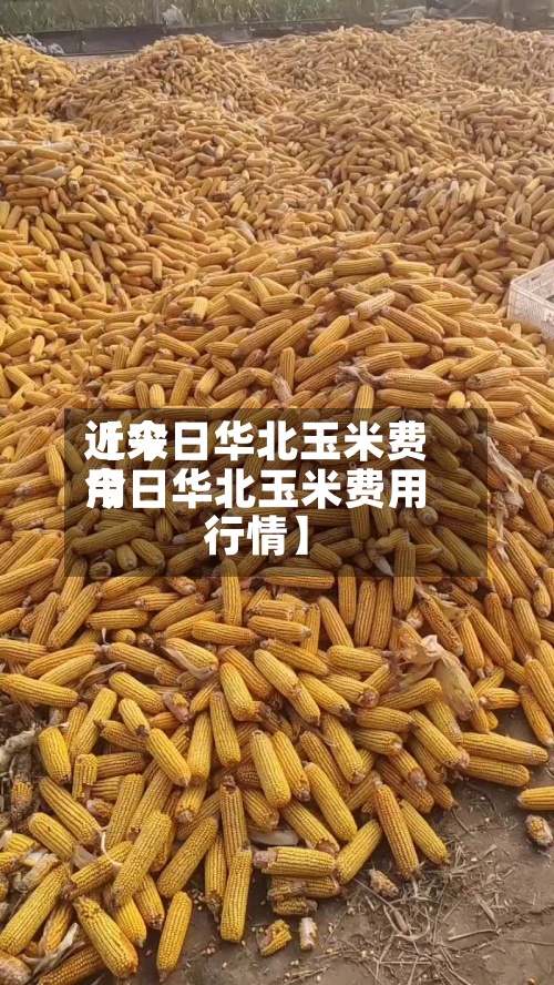 近来
【今日华北玉米费用
今日华北玉米费用
行情】-第3张图片