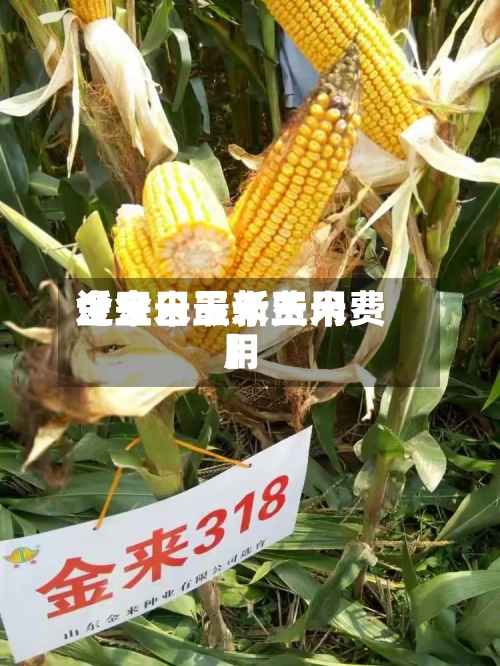 近来
【金日玉米费用
金玉米最新玉米费用
】-第2张图片