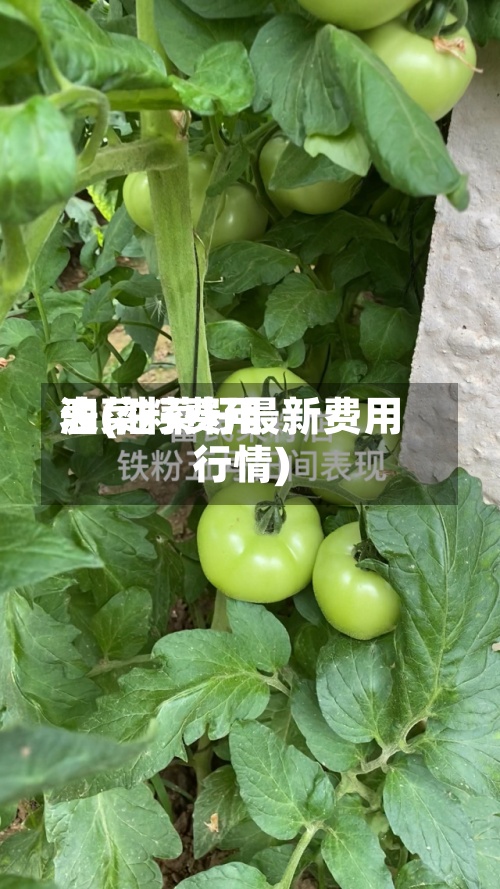 油菜籽费用表(油菜籽最新费用行情)