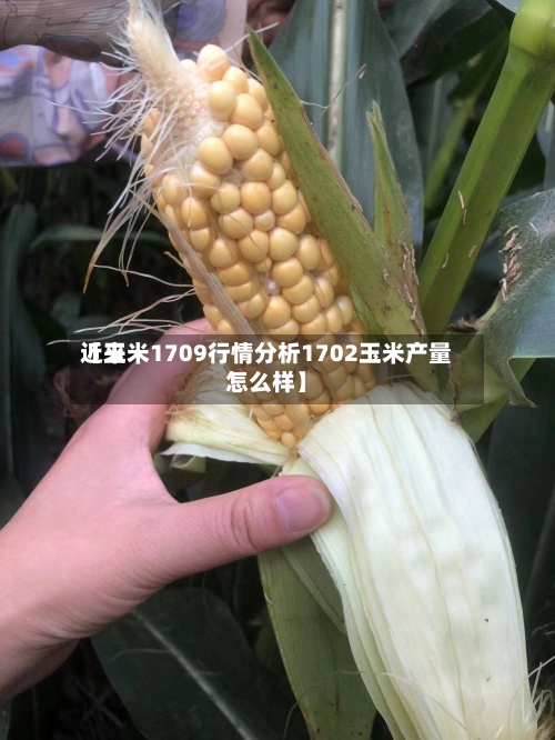 近来【玉米1709行情分析1702玉米产量怎么样】