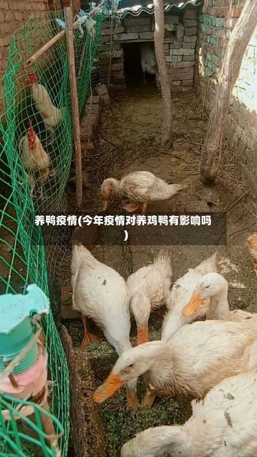 养鸭疫情(今年疫情对养鸡鸭有影响吗)