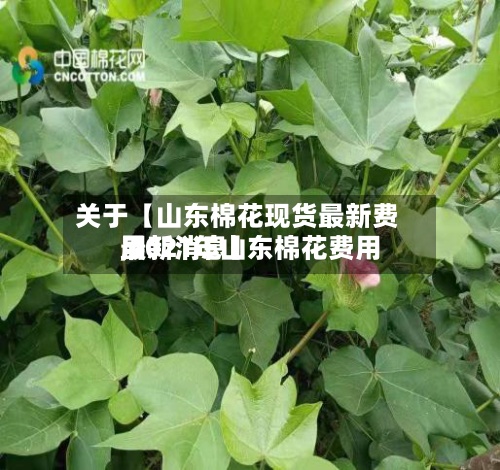 关于【山东棉花现货最新费用
,2021年山东棉花费用
最新消息】