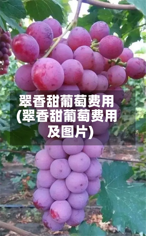 翠香甜葡萄费用
(翠香甜葡萄费用
及图片)
