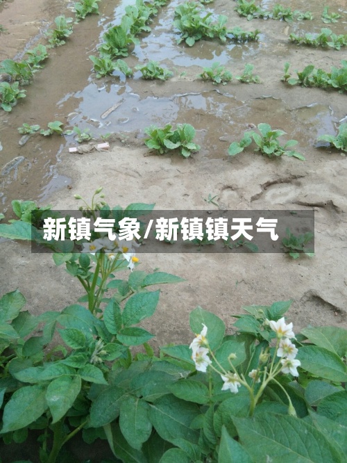新镇气象/新镇镇天气-第2张图片