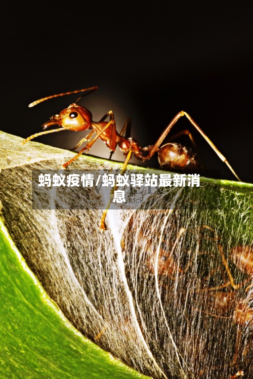 蚂蚁疫情/蚂蚁驿站最新消息-第2张图片