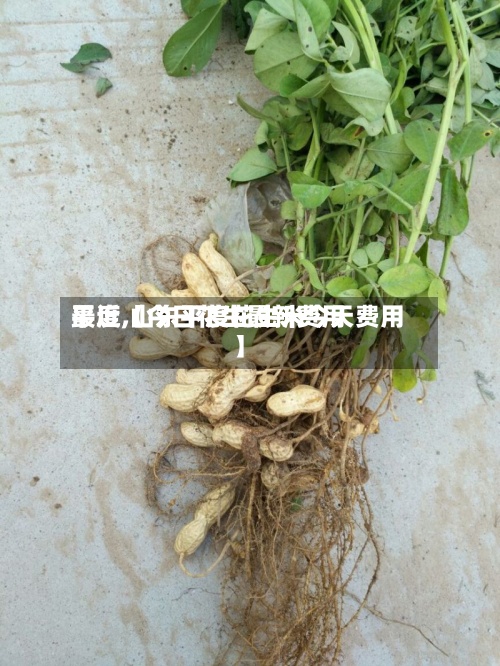 最近【今日花生最新费用
平度,山东平度花生米今天费用
】