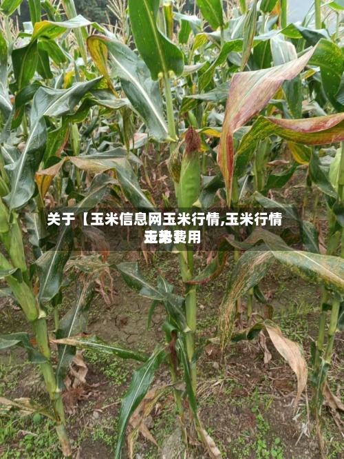 关于【玉米信息网玉米行情,玉米行情玉米费用
走势】-第2张图片