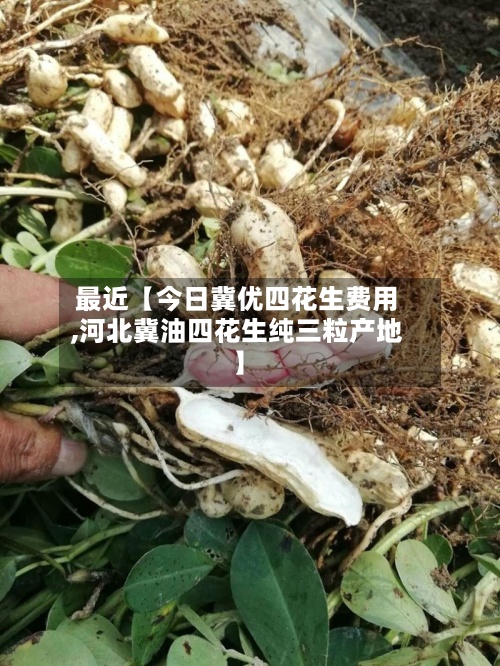 最近【今日冀优四花生费用
,河北冀油四花生纯三粒产地】