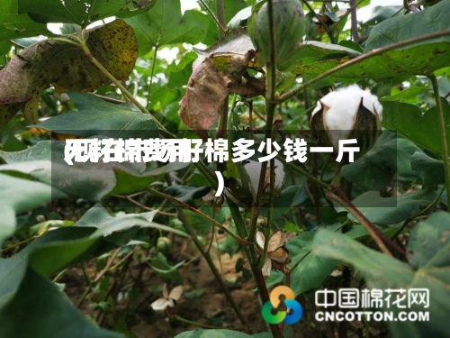无籽棉费用
(现在市场籽棉多少钱一斤)-第2张图片