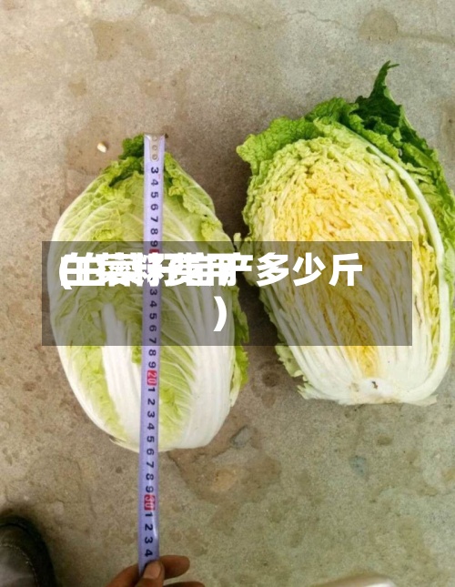 白菜籽费用
(白菜籽亩产多少斤)