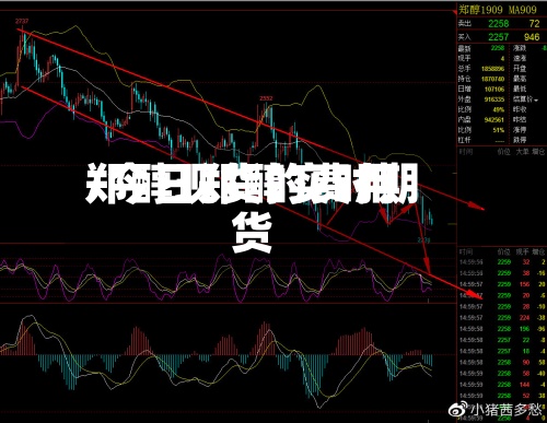 郑醇现货的费用/今日郑醇实时期货