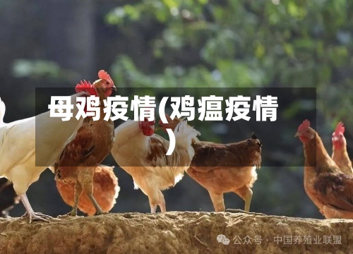 母鸡疫情(鸡瘟疫情)
