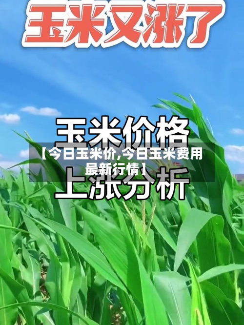 【今日玉米价,今日玉米费用最新行情】