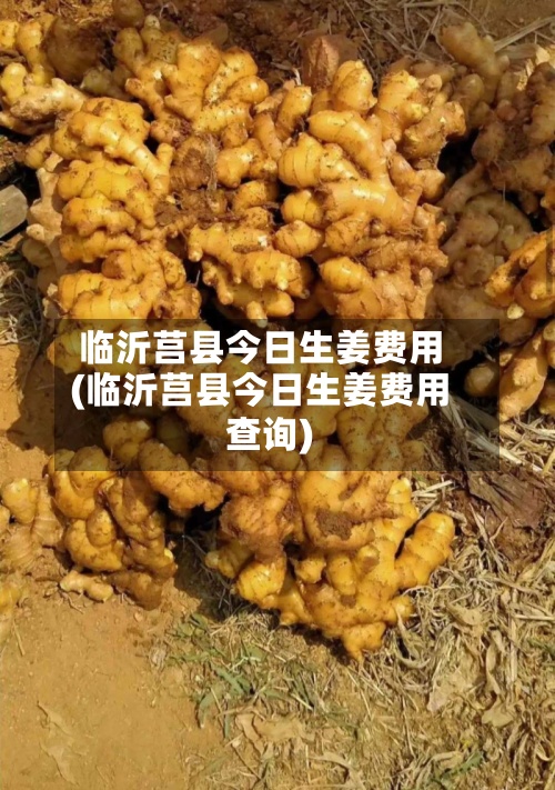 临沂莒县今日生姜费用
(临沂莒县今日生姜费用
查询)-第3张图片