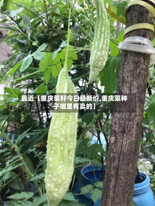 最近【重庆菜籽今日最新价,重庆菜种子哪里有卖的】