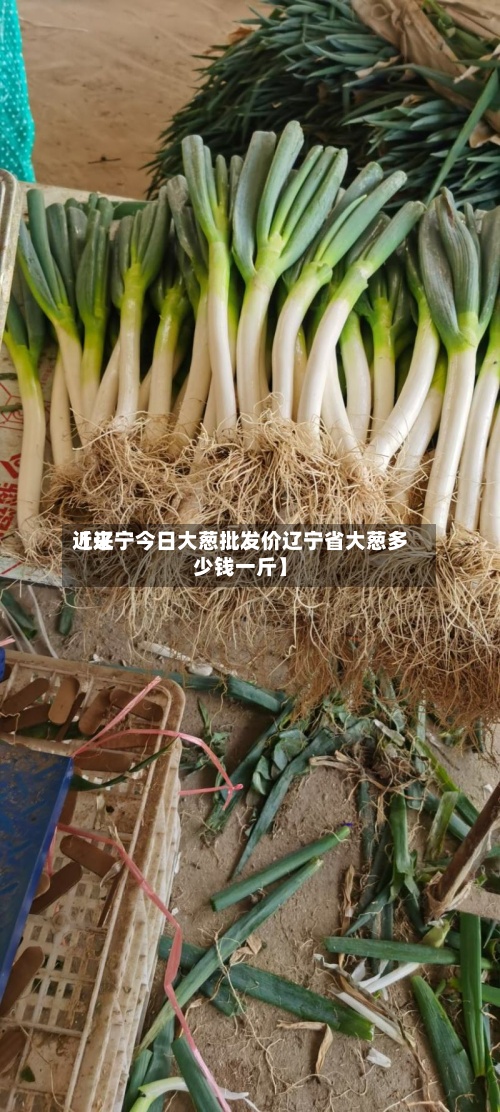 近来
【辽宁今日大葱批发价辽宁省大葱多少钱一斤】