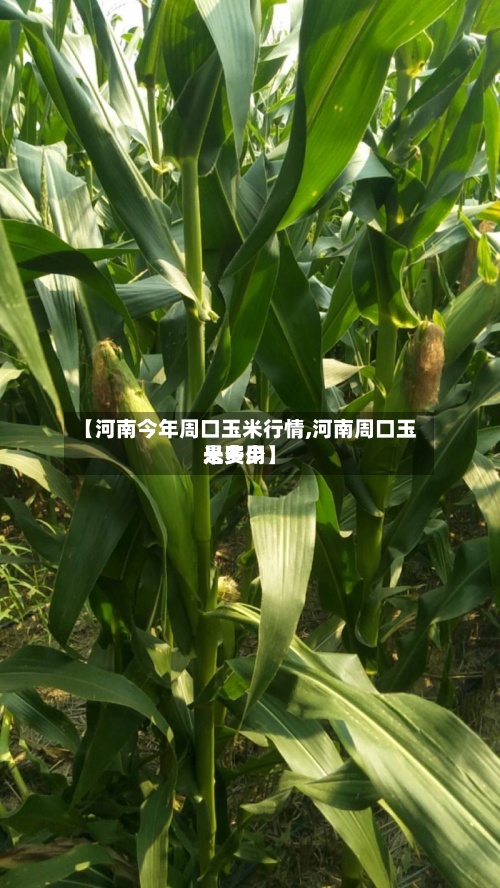 【河南今年周口玉米行情,河南周口玉米费用
是多少】