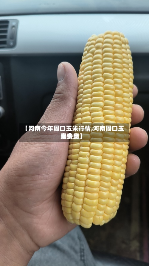 【河南今年周口玉米行情,河南周口玉米费用
是多少】-第2张图片