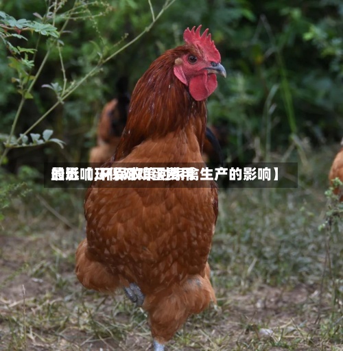 最近【环保对鸡蛋费用
的影响,环保政策对家禽生产的影响】