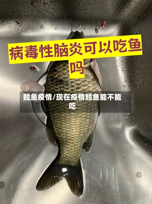 鳕鱼疫情/现在疫情鳕鱼能不能吃-第2张图片