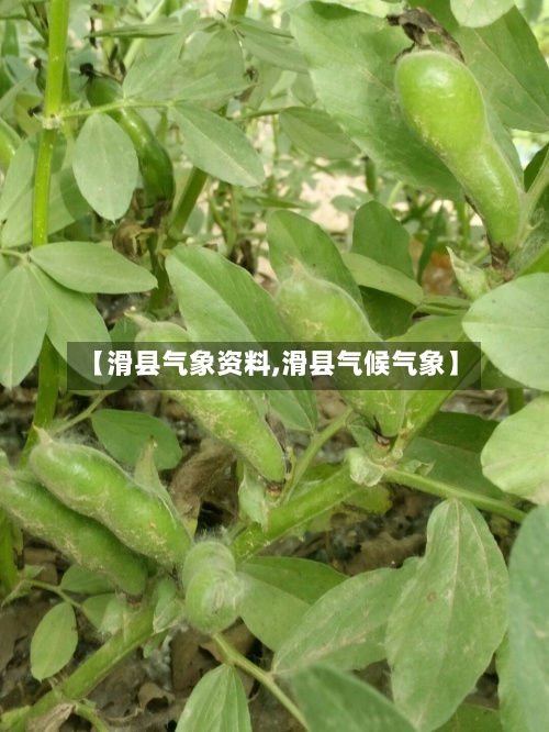 【滑县气象资料,滑县气候气象】-第3张图片