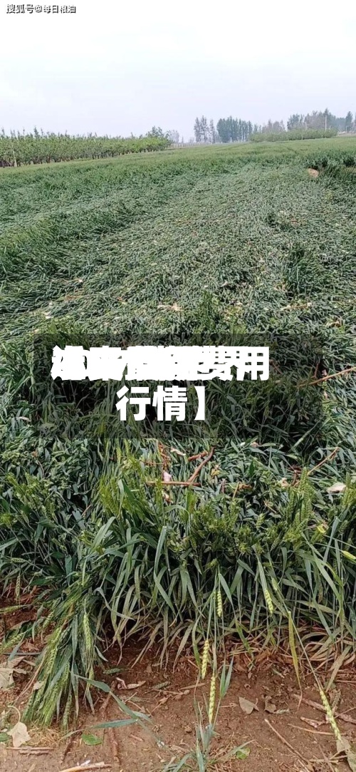 近来【07世界小麦费用2021年世界小麦最新费用行情】