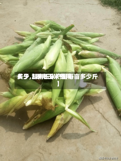 关于【湖南玉米费用
多少,湖南玉米产量每亩多少斤】-第2张图片
