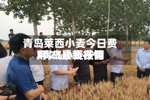 青岛莱西小麦今日费用
/青岛小麦费用
2021最新行情