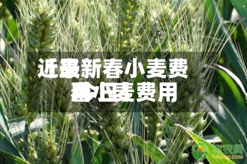 近来【最新春小麦费用春小麦费用 今日】-第2张图片