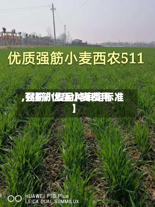 【强筋优质小麦费用,强筋小麦品种审定标准】-第2张图片