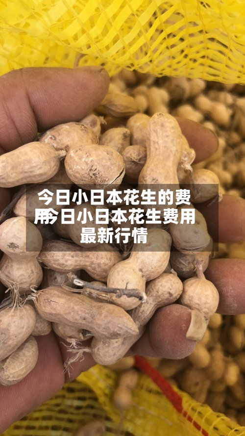 今日小日本花生的费用/今日小日本花生费用最新行情